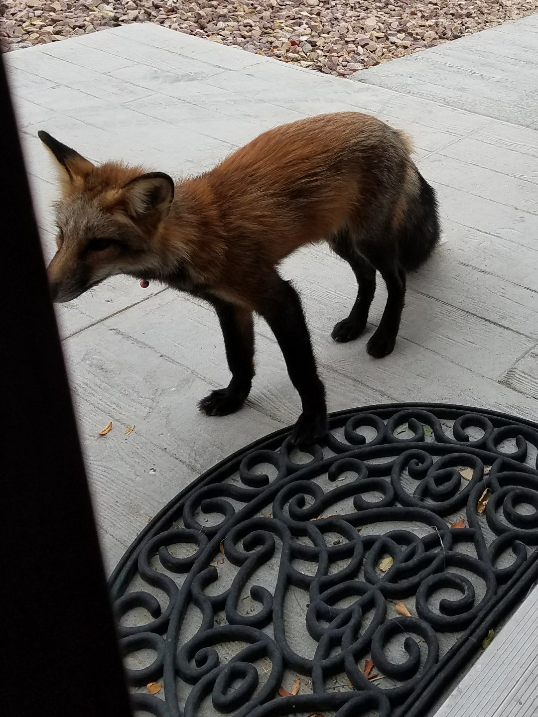 Domesticated Fox Picked Up By Green River Animal Control SweetwaterNOW