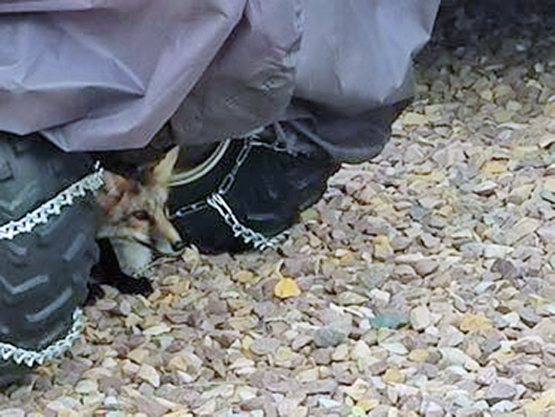 Domesticated Fox Picked Up By Green River Animal Control SweetwaterNOW