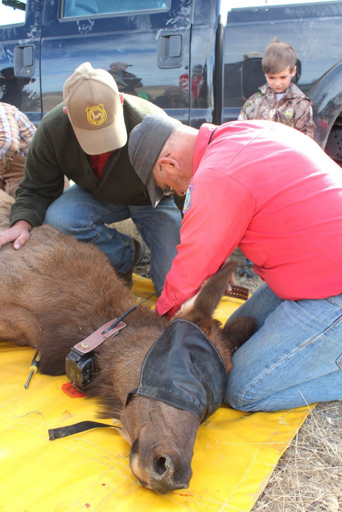 Game And Fish Asking For Help To Solve Poaching Case SweetwaterNOW