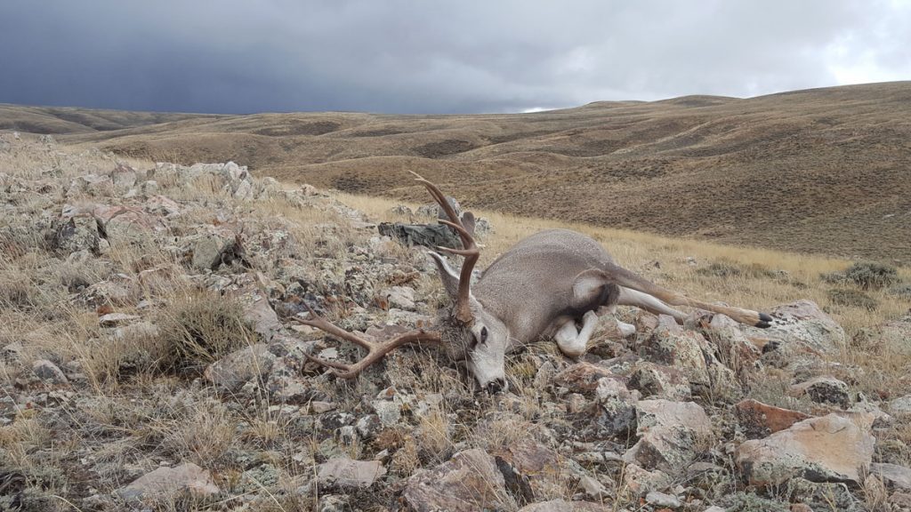 Tip Solves Deer Poaching SweetwaterNOW