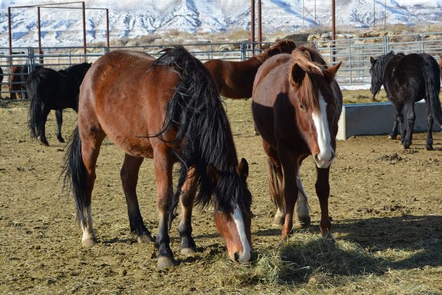 BLM Wyoming to Host First Wild Horse Adoption of 2019 - SweetwaterNOW