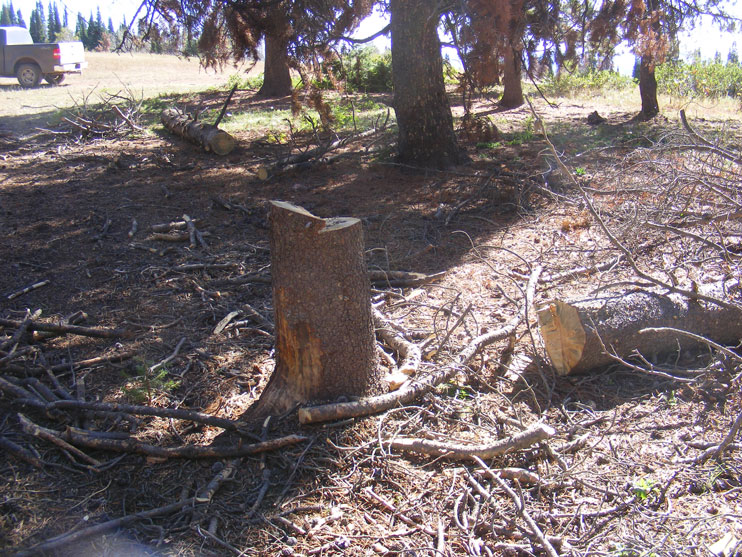 BLM High Desert District Standardizes Wood Cutting Permits SweetwaterNOW