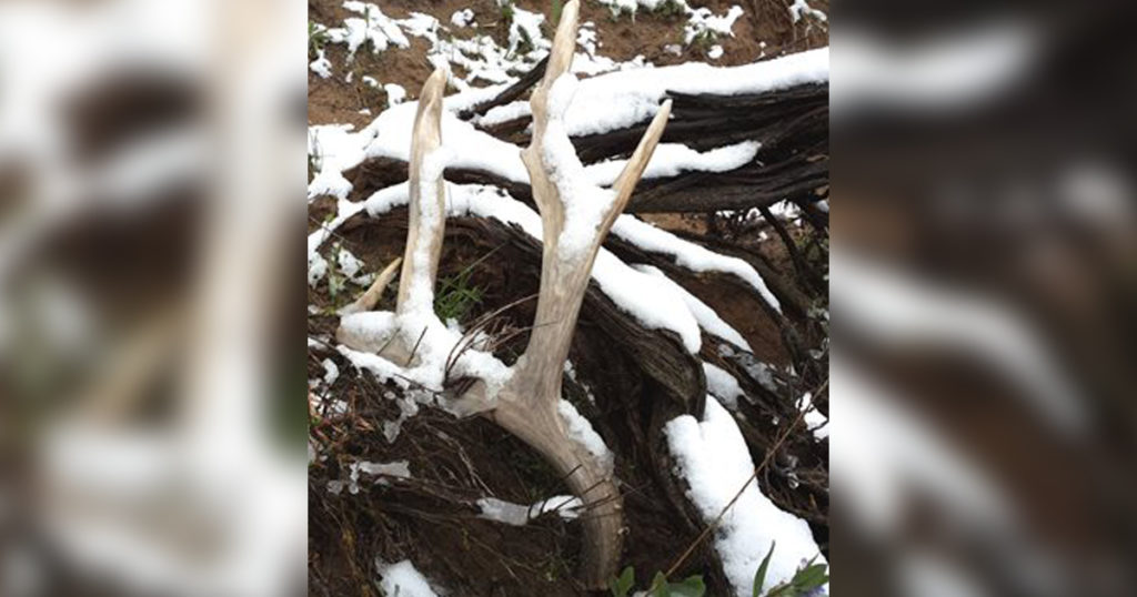 Governor Gordon Signs New Shed Antler Boundaries Legislation into Law