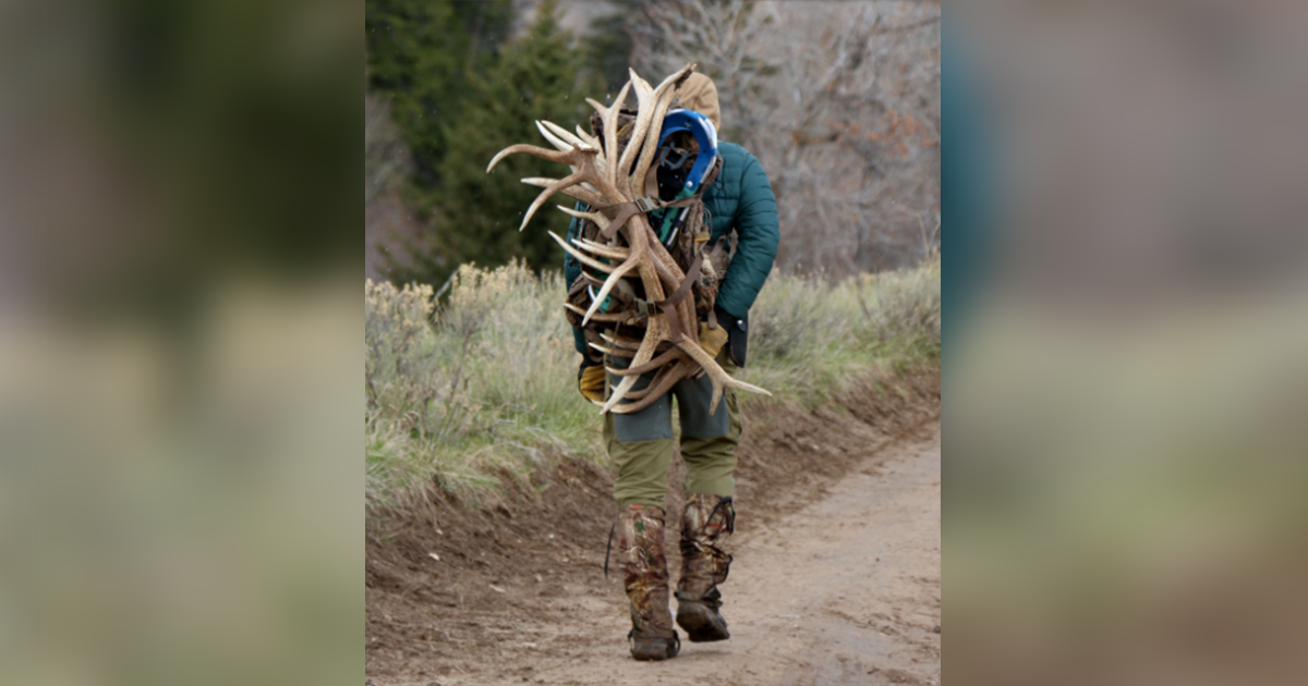 Several Antler Poachers Sentenced SweetwaterNOW