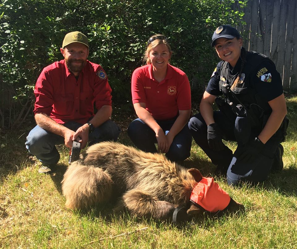 Young Bear Wanders Into Laramie, Released Unharmed