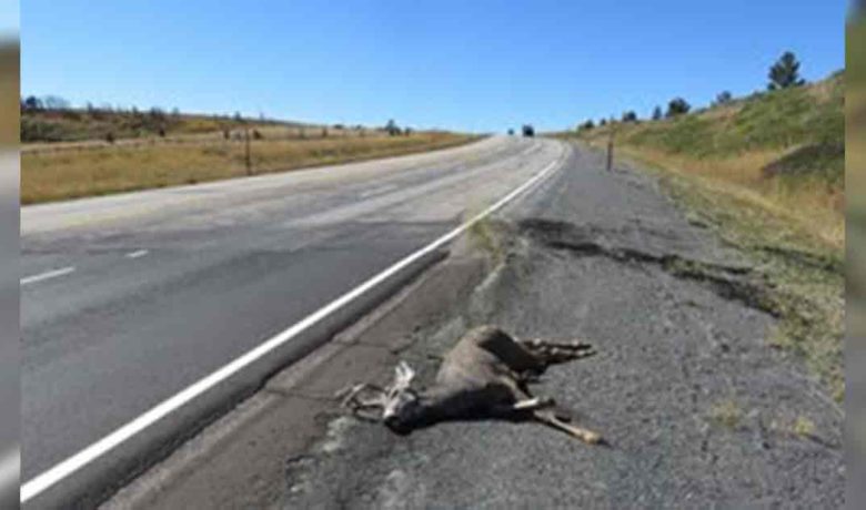 Game Wardens Report More Deer are Being Hit on Highways