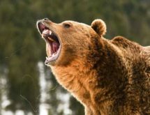 Sublette County Grizzly Bear Relocated Near Yellowstone