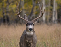 OPINION: Southwest Wyoming Hunter Supports Increased Access