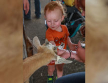Petting Zoo Always a Family Favorite at Wyoming’s Big Show
