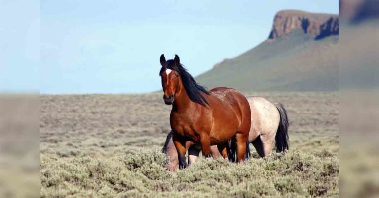 BLM to Gather and Remove Over 3,500 Wild Horses in Southwest Wyoming – Should this be allowed? BLM to Gather and Remove Over 3,500 Wild Horses in Southwest Wyoming – Should this be allowed?