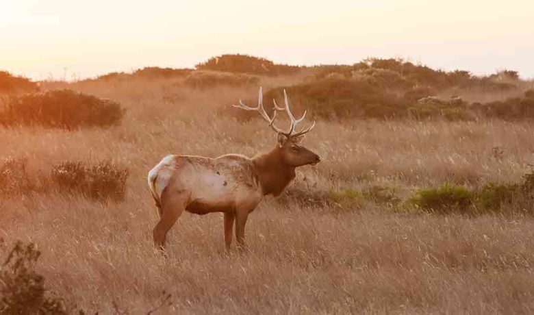 Hunters Urged to Properly Dispose of Big Game Carcasses