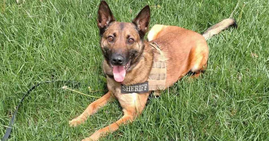 Sublette County's K9 Wojtek Retires after 9 Years of Service
