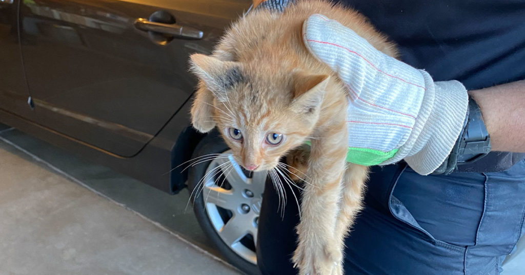 RS Police Officer Rescues Cat Stuck in Car SweetwaterNOW