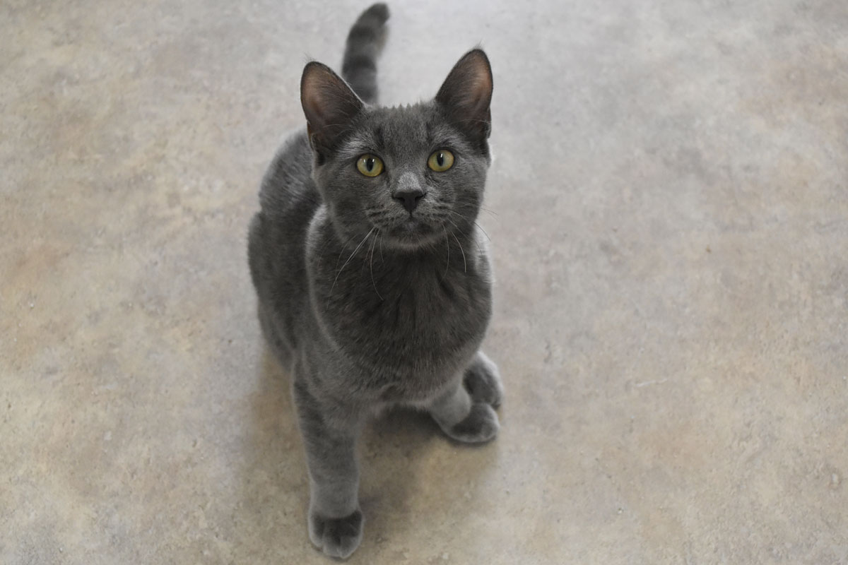 petsrdhs1012204 SweetwaterNOW