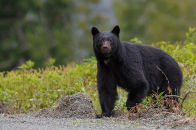 Black Bear Killed by Yellowstone Park Staff July 11
