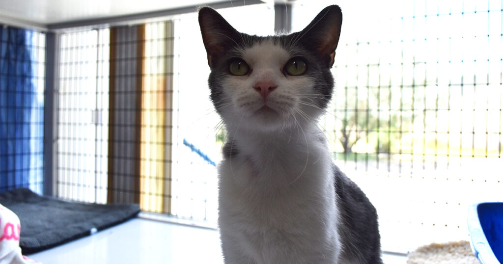Adorable & Adoptable–Pets of the Week: Aria, Mona, Wilbur & Missy