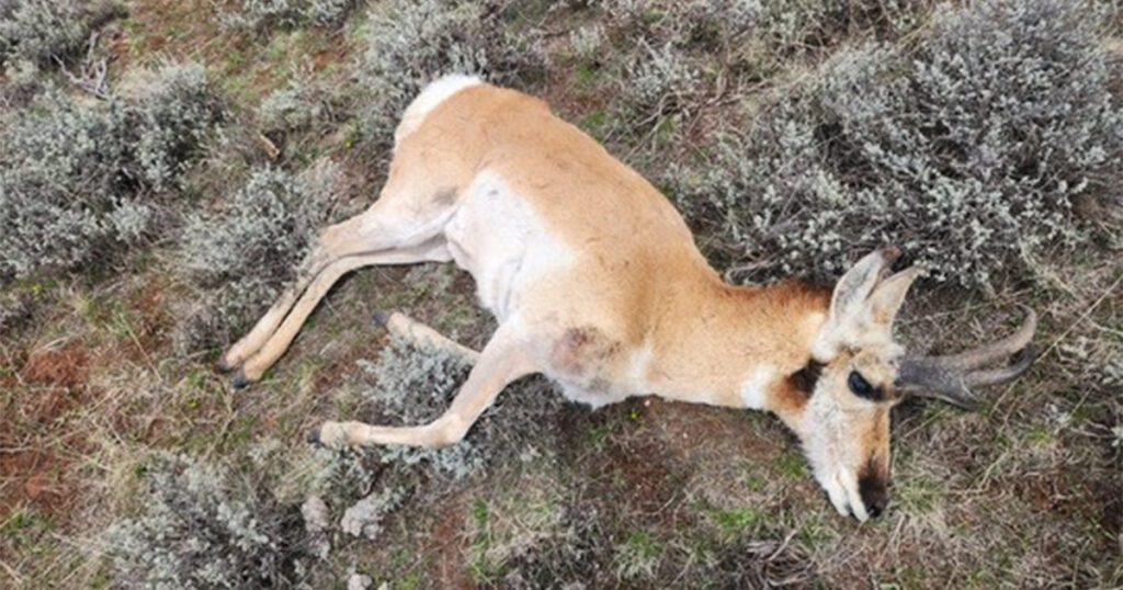 Pronghorn Illegally Killed Near Kemmerer