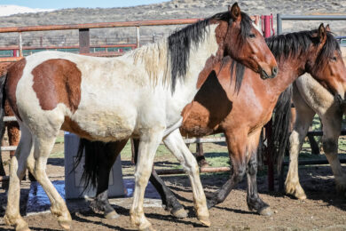 A Successful Wild Horses and Burros Adoption Event