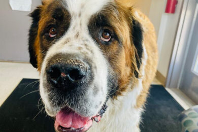 Adorable and Adoptable: Pets of the Week!