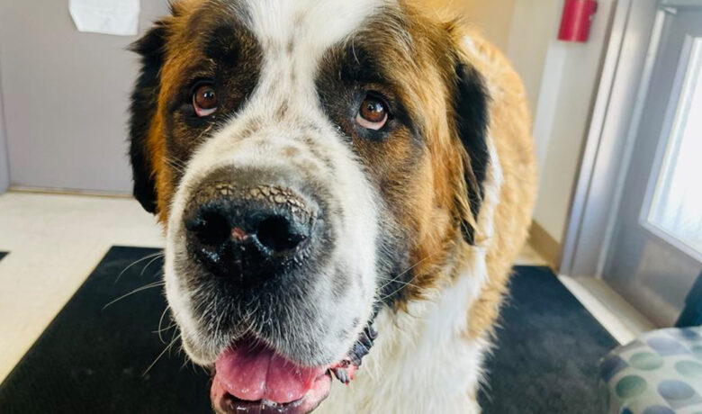 Adorable and Adoptable: Pets of the Week!