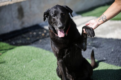 Adorable Adoptables: Jackson, Firecracker, & Duck