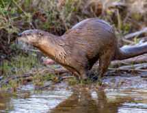 Game and Fish Seek Input on New Otter Classification