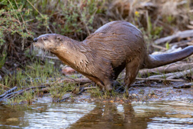 Game and Fish Seek Input on New Otter Classification