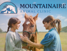 Mountainaire Animal Clinic Offers Equine Veterinary Care Services