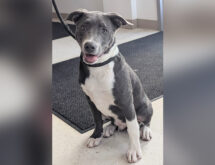 Adorable Adoptables: Bo, Joe, and Koda