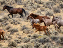 BLM Gathers 1,677 Animals in Adobe Town Management Area