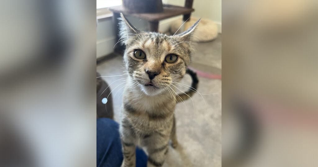 Adorable Adoptables: Juniper, Grasshopper, and Aries