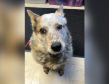 Adorable Adoptables: Misty, Sampson, Hailey