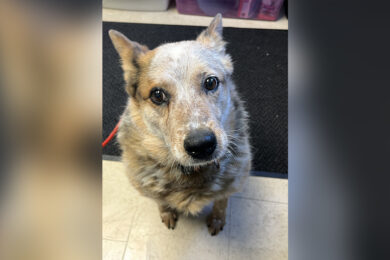 Adorable Adoptables: Misty, Sampson, Hailey