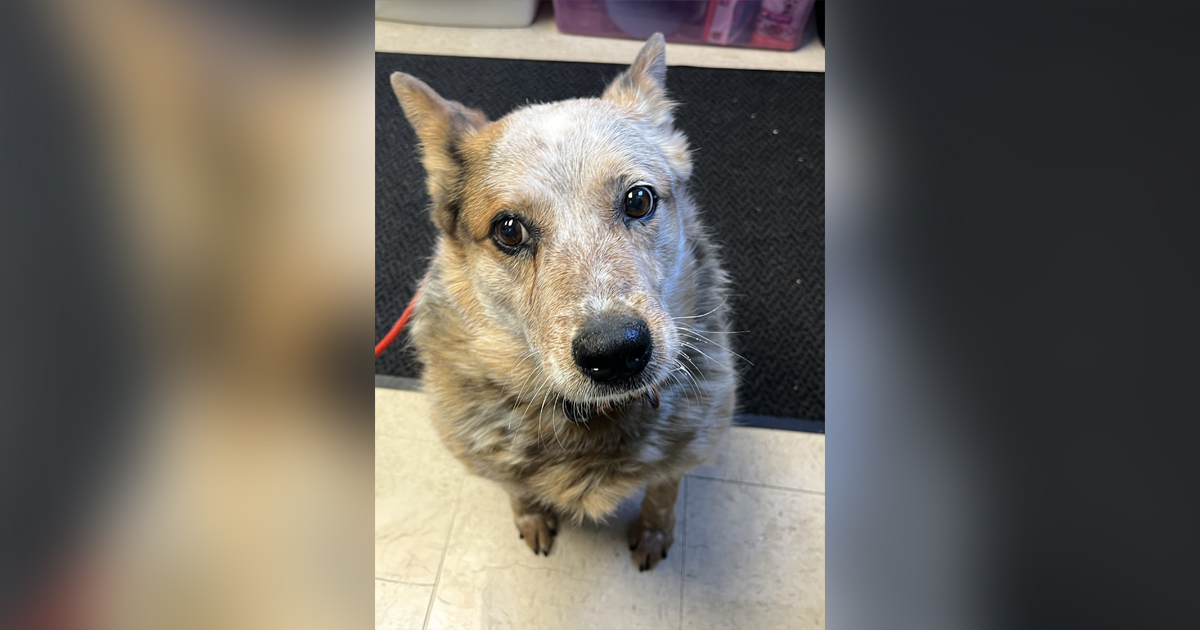 Adorable Adoptables: Misty, Sampson, Hailey