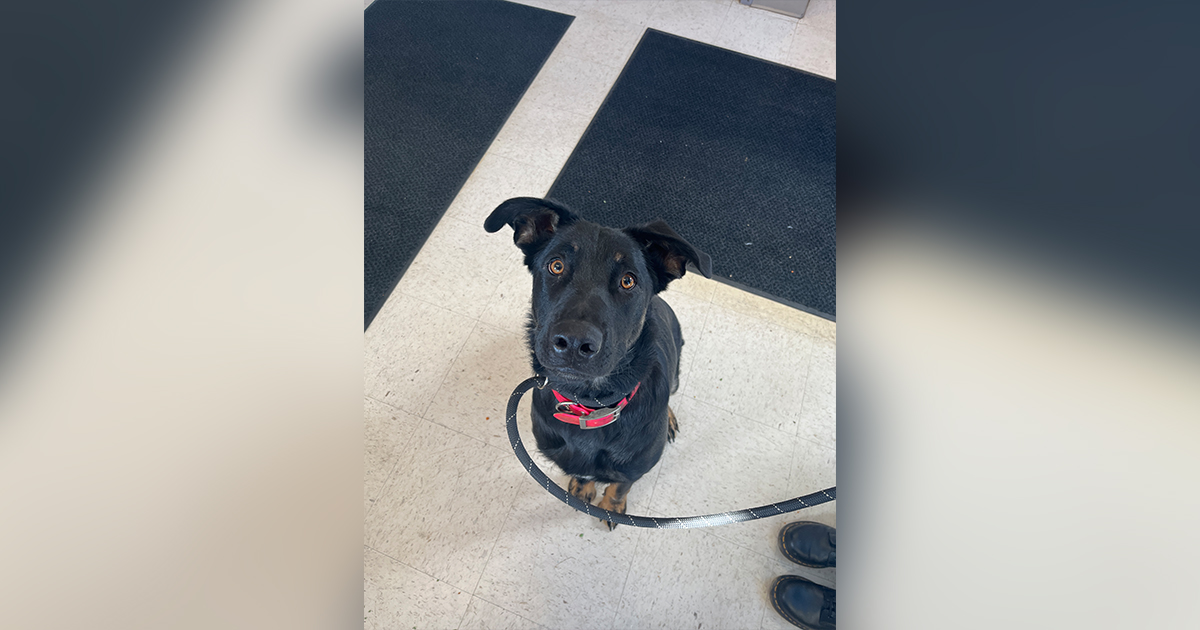 Adorable Adoptables: Cowboy, Pheonix, Cooper