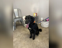 Adorable Adoptables: Sable, Wendy, Sampson