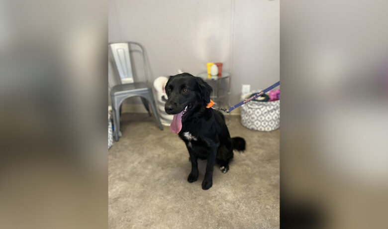 Adorable Adoptables: Sable, Wendy, Sampson