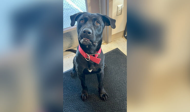 Adorable Adoptables: Willie, Jinx, Moose, Koda