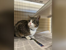 Adorable Adoptables: Gizmo, Rex and Willie