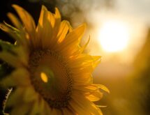 Weather Forecast for Sunday, February 8, 2026